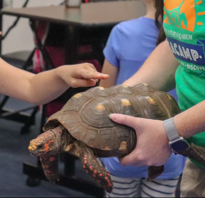 SeaCampers have hands-on interaction with tortoise