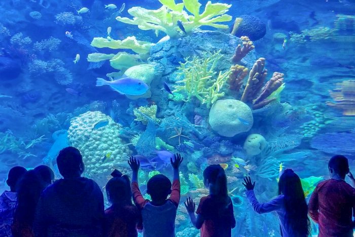 Coral Reef exhibit