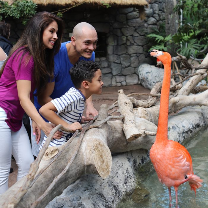 Guests observe flamingos in Caribbean Journey