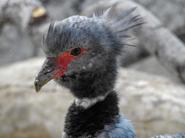 Crested screamer