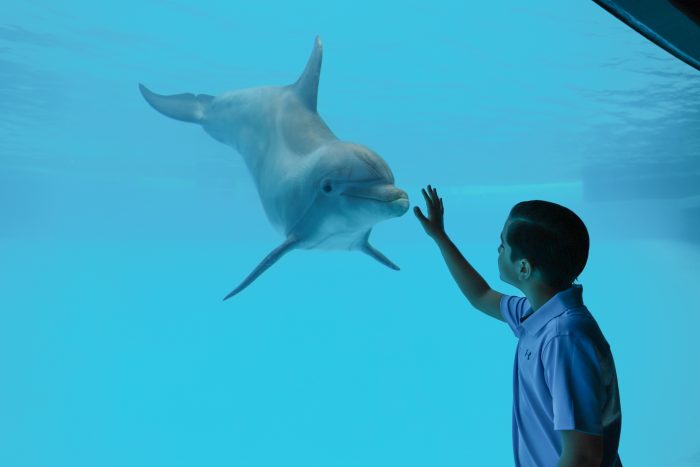 Guest experiences "Dolphin Bay"