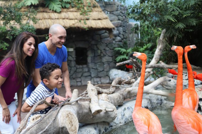 Guests observe Caribbean flamingos