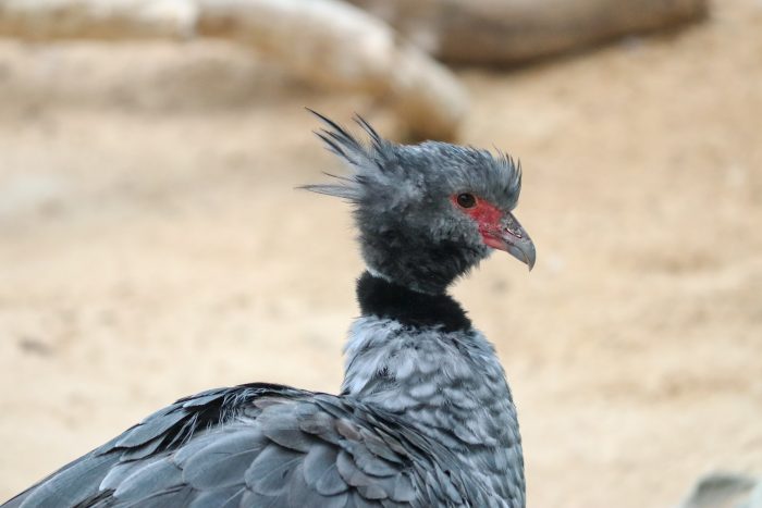 Crested screamer