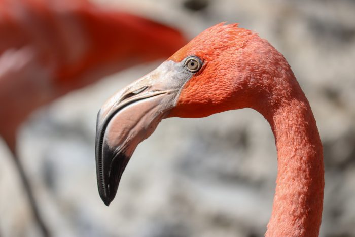 Caribbean flamingo