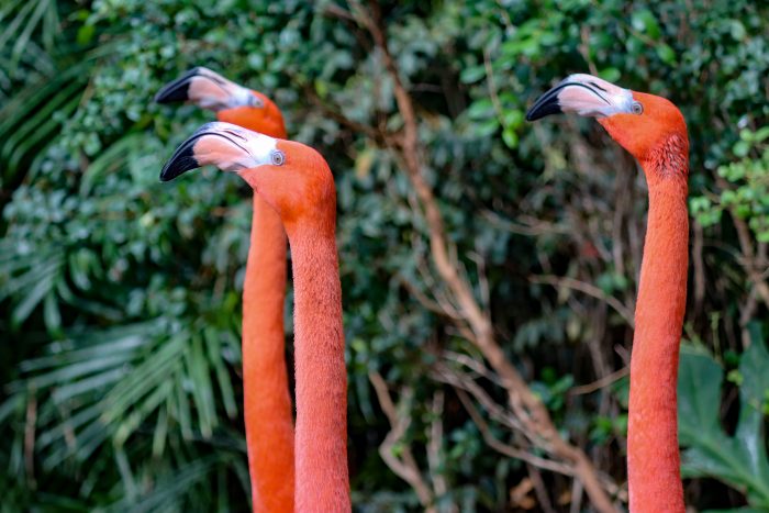 Caribbean flamingos