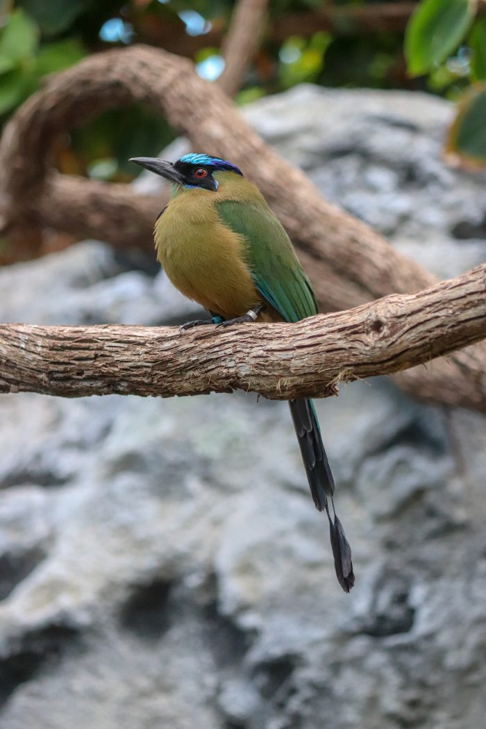 Blue-crowned motmot