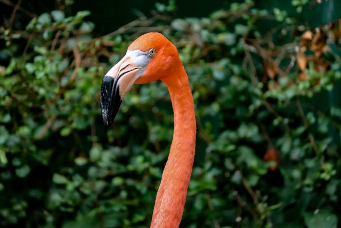 Caribbean flamingo