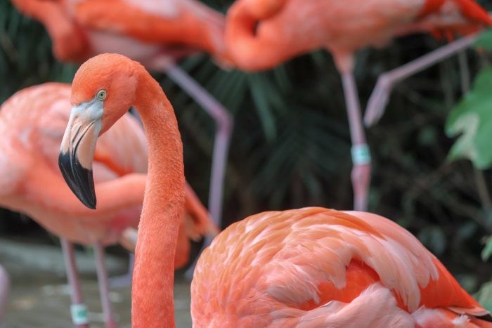 Caribbean flamingo