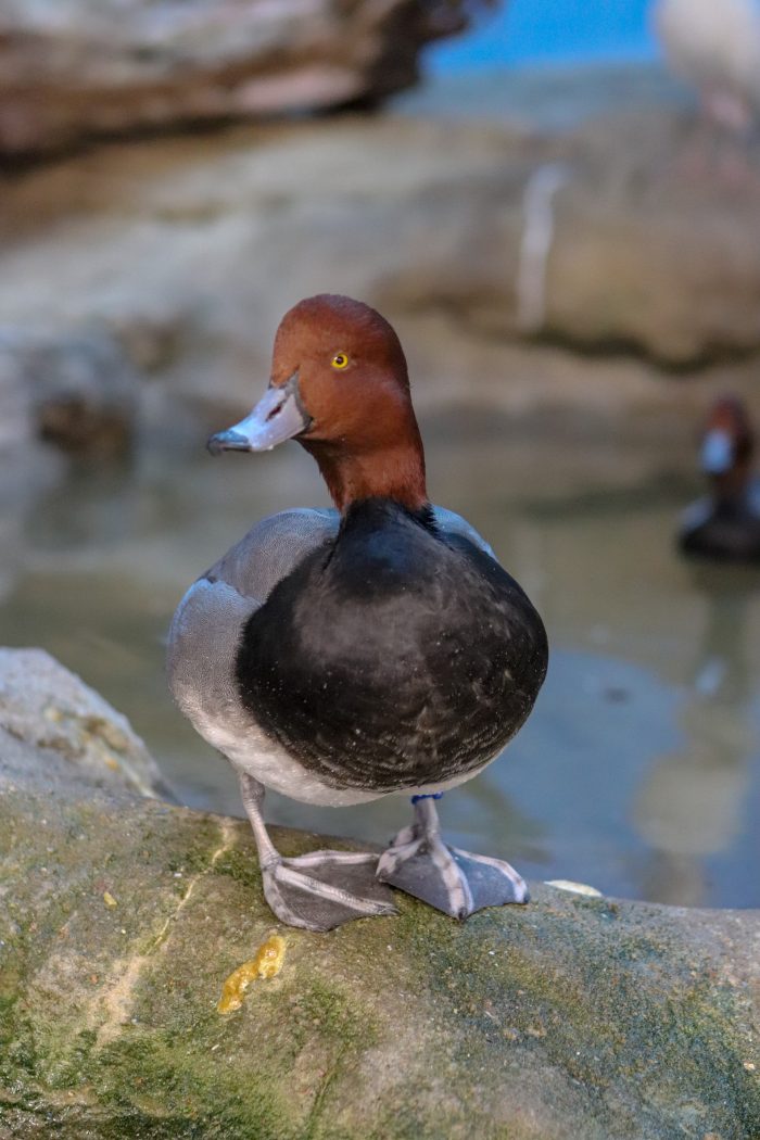 Redhead duck in "Nearshore" exhibit