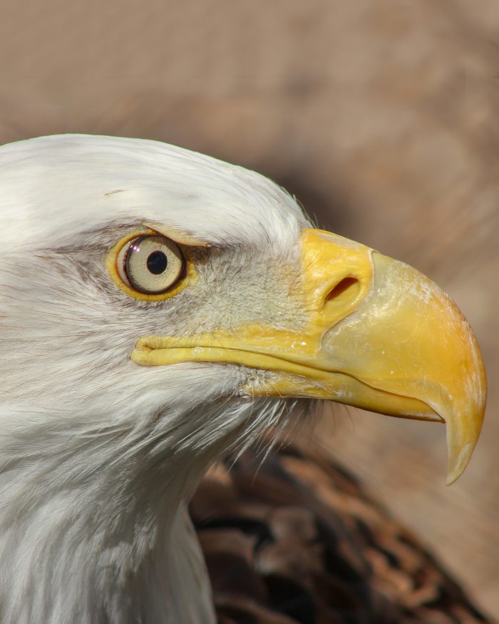 Bald eagle "Grace"