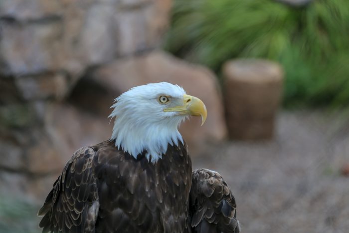 Bald eagle "Grace"