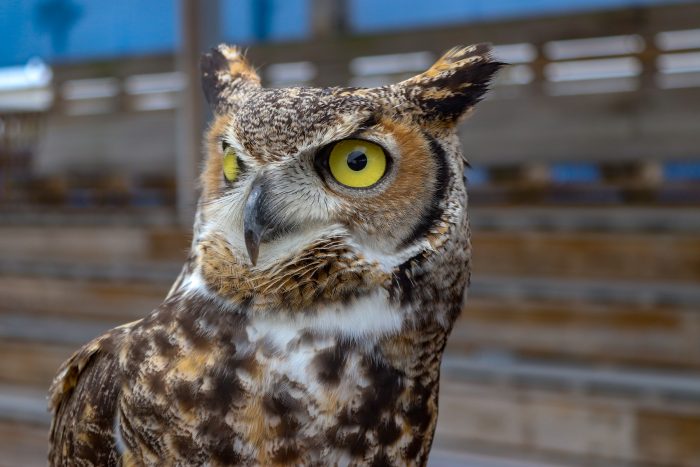 Great-horned owl "Chance"