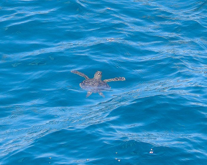 Rescued green sea turtle after release