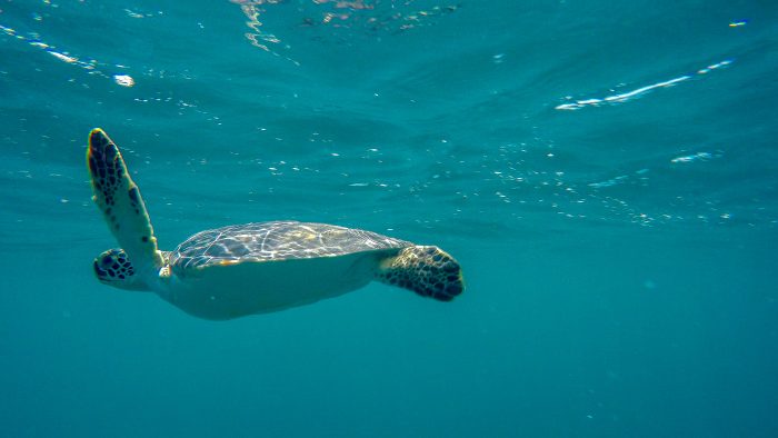 Green sea turtle after offshore release