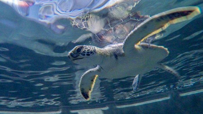 Green sea turtle in rehab pool