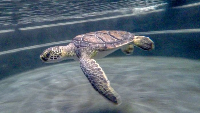 Green sea turtle in rehab pool