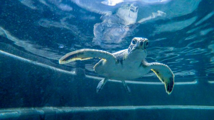 Green sea turtle in rehab pool