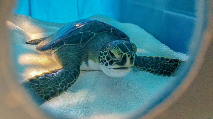 Rehabilitated sea turtle being transported to release site
