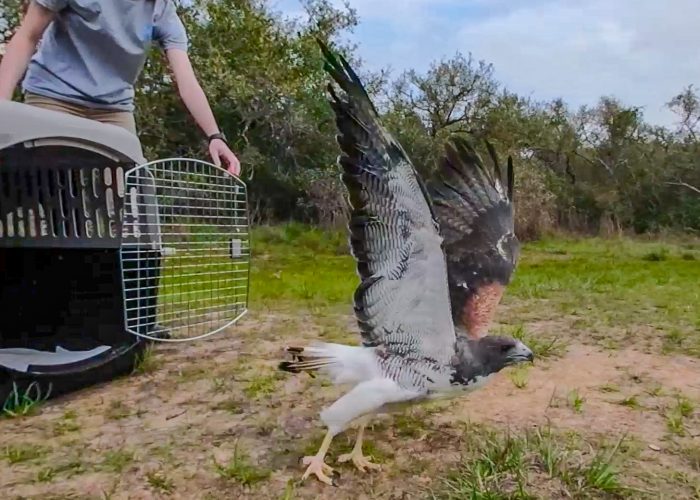 Wildlife Rescue released rehabilitated white-tailed hawk