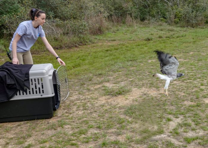 Wildlife Rescue released rehabilitated white-tailed hawk