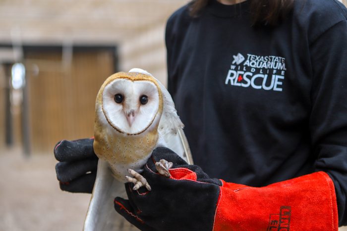 Rescued barn owl being prepped for release