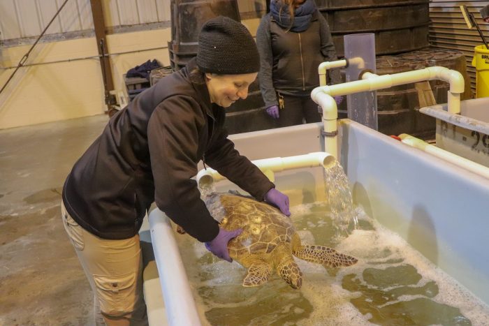 Rescued sea turtle being placed in Wildlife Rescue Center