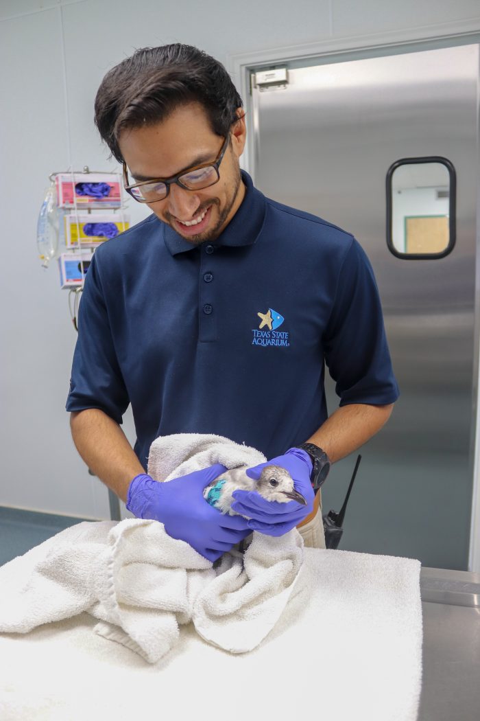 Wildlife Rescue staff treat injured seagull