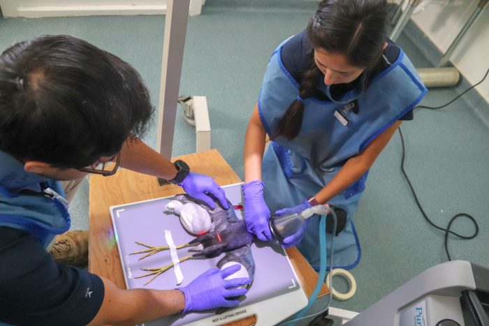 Wildlife Rescue treat common gallinule