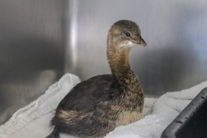 Rescued pied-billed grebe at Wildlife Rescue Center