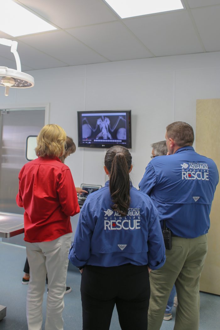 Wildlife Rescue staff reviews radiographs