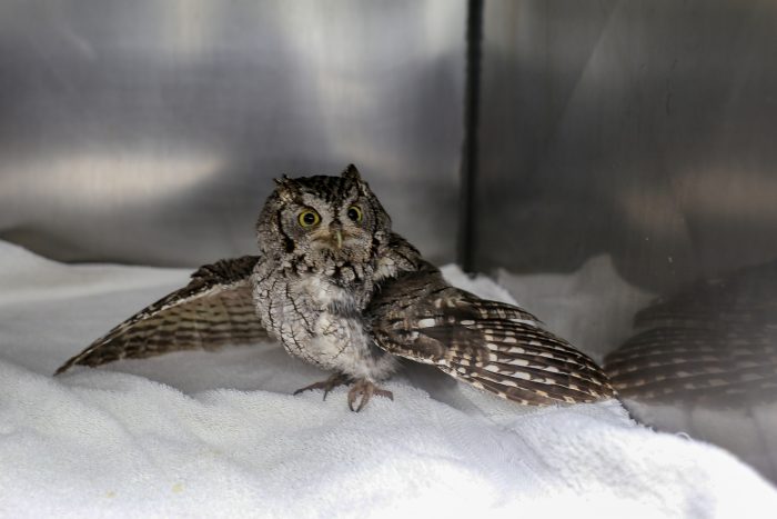 Rescued screech owl at Wildlife Rescue Center