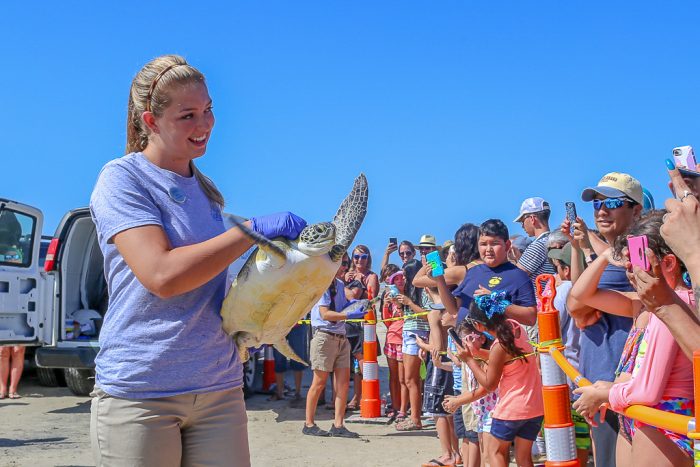 Wildlife Rescue releasing rehabilitated sea turtle