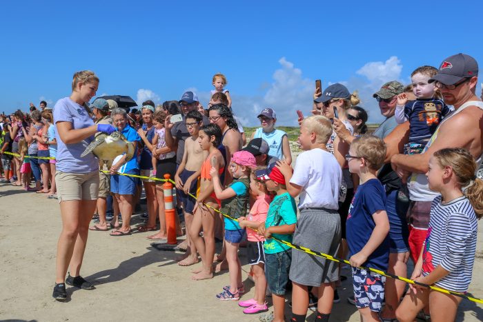 Wildlife Rescue releasing rehabilitated sea turtle