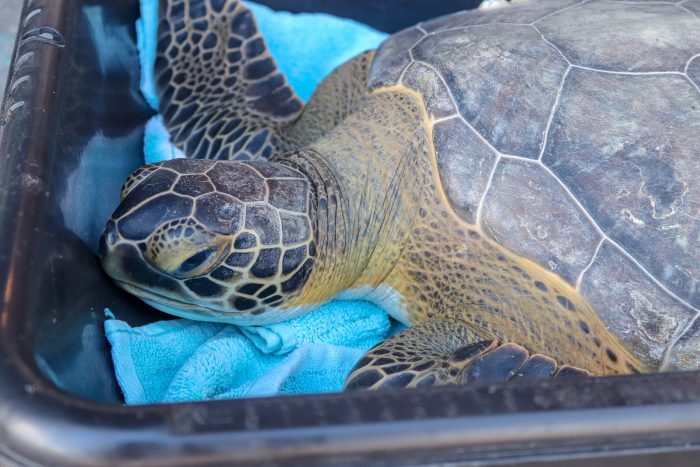Rescued sea turtle upon arrival to Wildlife Rescue Center