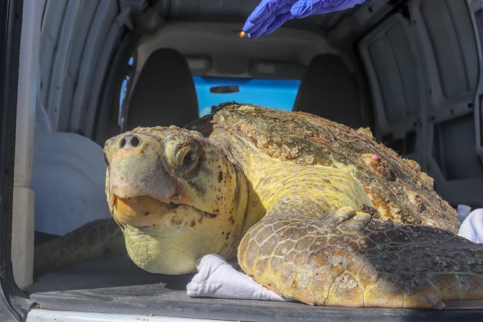 Rescued sea turtle upon arrival at Wildlife Rescue Center