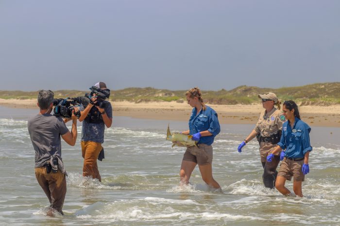 Wildlife Rescue releasing rehabilitated sea turtle