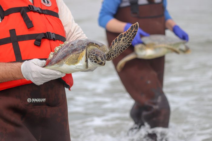 Wildlife Rescue releasing rehabilitated sea turtle