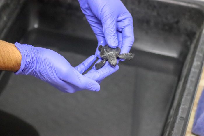 Wildlife Rescue holds rescued Kemp's ridley sea turtle hatchling
