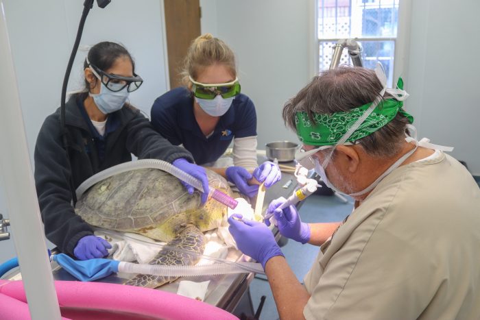 Wildlife Rescue staff assist with sea turtle surgery