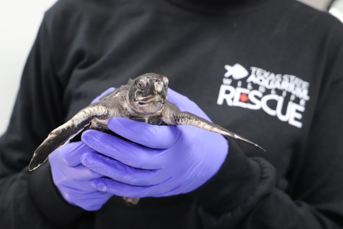 Wildlife Rescue staff hold rehabilitating sea turtle hatchling
