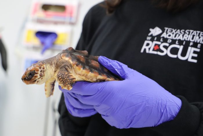 Wildlife Rescue treating rescued sea turtle
