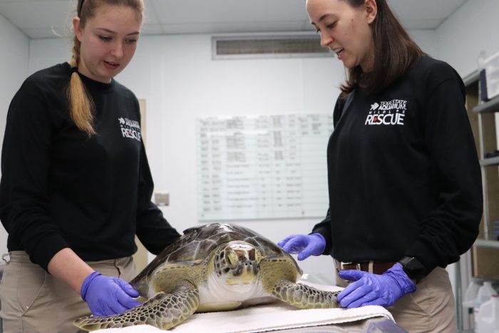 Wildlife Rescue treating rescued sea turtle