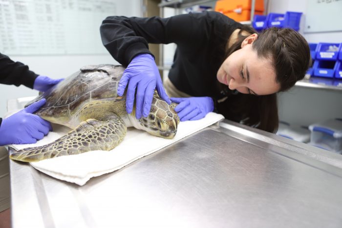 Wildlife Rescue treating rescued sea turtle