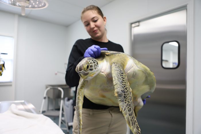 Wildlife Rescue treating rescued sea turtle