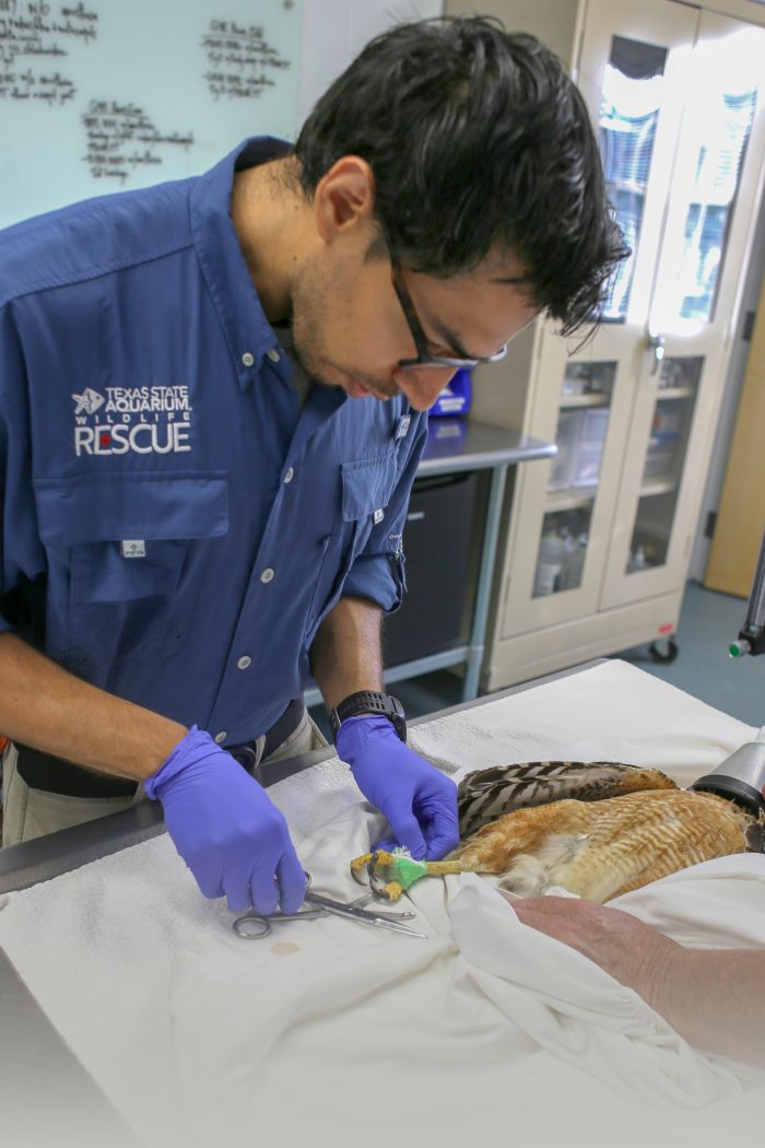 Wildlife Rescue staffer treats injured bird