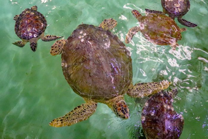 Rescued sea turtles in Wildlife Rescue's rehabilitation pool