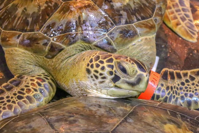 Rescued sea turtles during intake into Wildlife Rescue