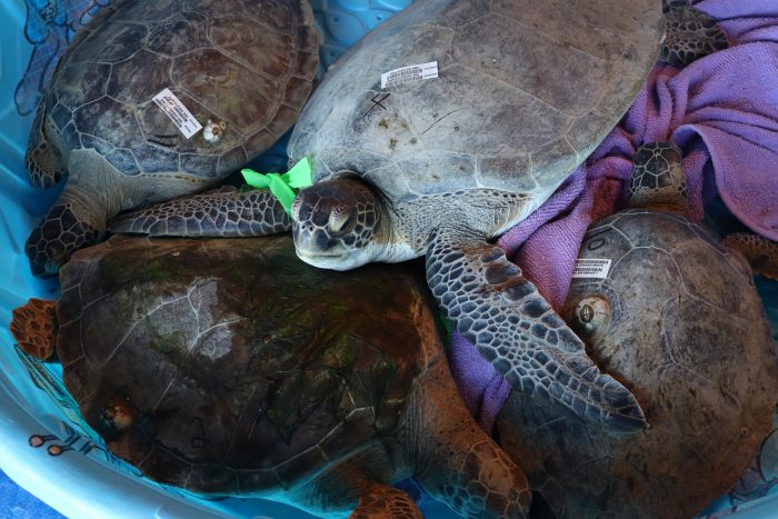 Rescued sea turtles during transport to Wildlife Rescue