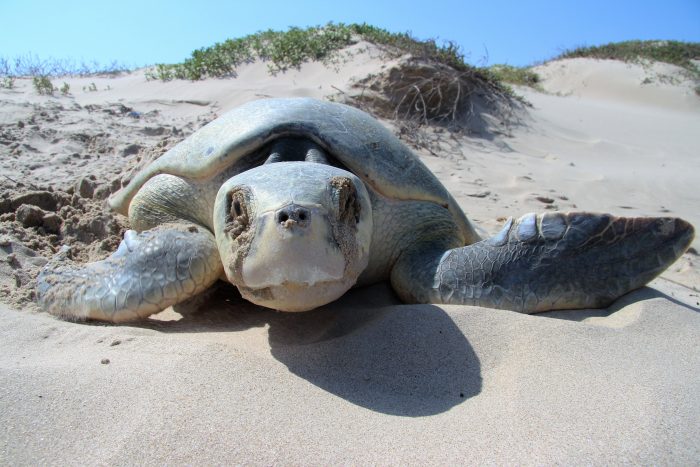 Scientific research supported by the Wildlife Care, Conservation, and Research Fund (WCCR)