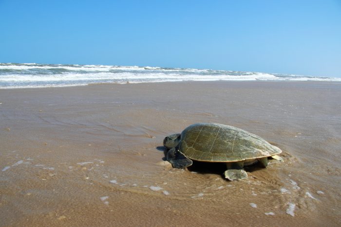 Scientific research supported by the Wildlife Care, Conservation, and Research Fund (WCCR)